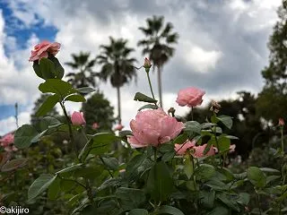 バラ