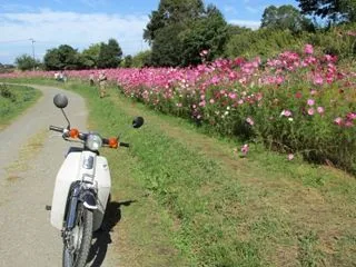 supercubでお散歩2026（①茅ケ…