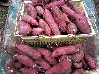 サツマイモを１畝収穫しました