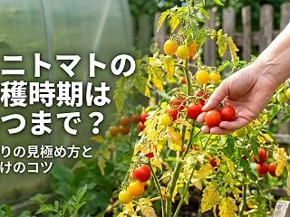 ミニトマトの収穫時期はいつまで？終わりの…