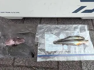 旧江戸川のデカハゼ釣査