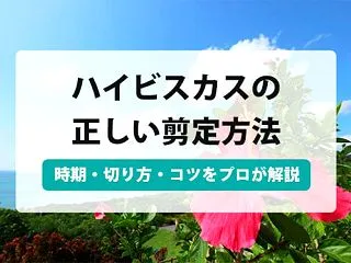 ハイビスカスの剪定｜時期・切る位置と量・…