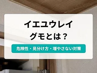 イエユウレイグモに毒はある？見分け方と家…