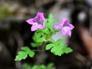 この花に逢いたくて コシオガマ