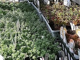 10月23日お休み明けの入荷植物リスト