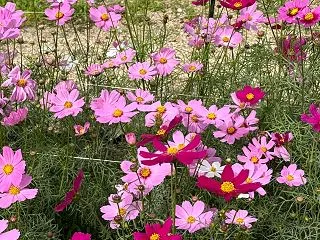 10/23庚午、金曜日☆連日の東山植物園…