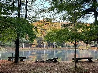 秋の朝 紅葉の中に 鳥踊る