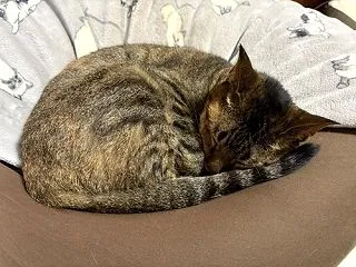 寝る猫