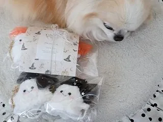かわいいおばけちゃん♪でし♪