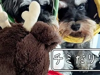 ＵＦＯキャッチャー。シュナのぬいぐるみゲ…