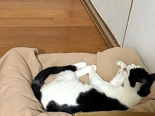猫との生活