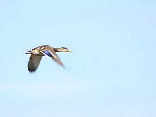 マガモたち
