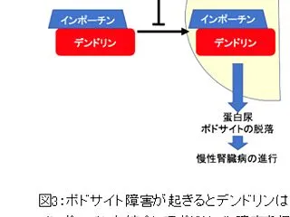 【慢性腎不全】イベルメクチン が慢性腎臓…