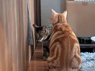猫・短文。