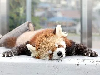 遠足で徳山動物園へ