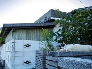 島猫寸景（HaniPani #133）