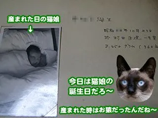 6874.猫娘誕生日