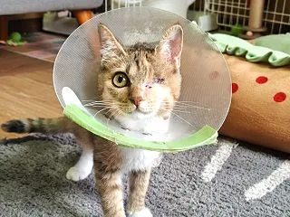 メメちゃん、その後・・・。