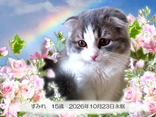 天使 すみれちゃん