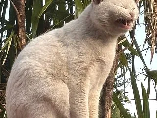 野良から家外猫へ昇格