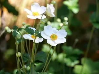 シュウメイギク・コスモス