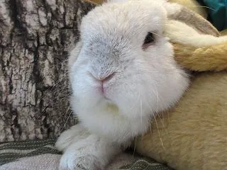 でっかくなった