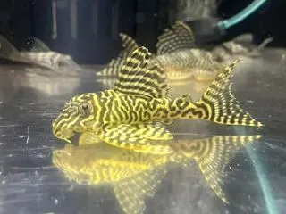 淡水魚入荷！