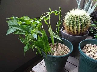 強風のバカヤロー