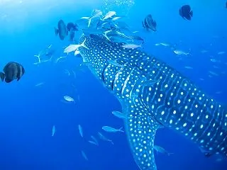 ジンベエザメについて10の疑問を分かりや…