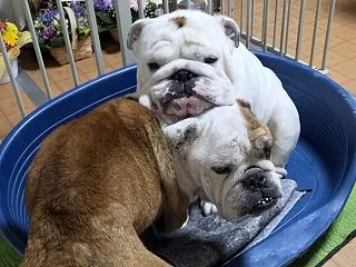 うちのベッド事情