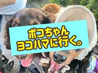 ポコちゃん、ええ感じや。