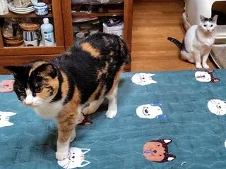 カオスだぁ～(;´Д｀)