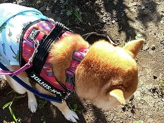 穏やかな連休
