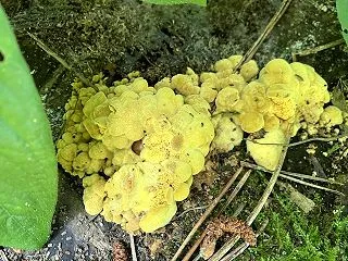 スープの森２