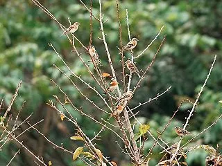 今季初見の冬鳥：アトリの群れがやってきた…
