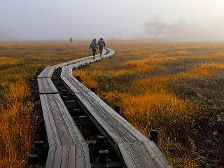 朝靄の木道を行く