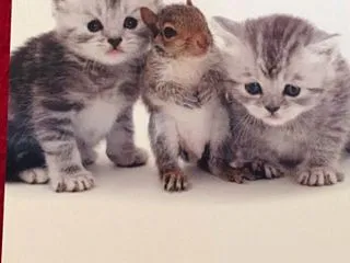 10月23日のエンジェルキャットオラクル…