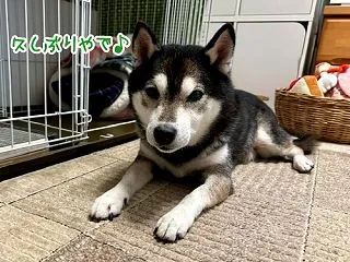 ☆くぅちゃん一周忌☆と最近のあれこれ