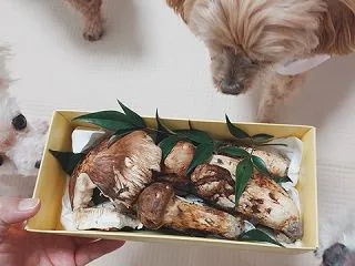 秋の味覚を堪能♪