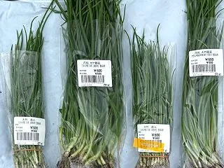 10月下旬 購入「玉ねぎ苗」を定植した他…