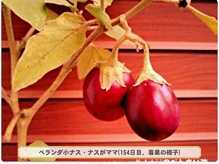 10/23 小ナス栽培Ｖ(17)～収穫後…
