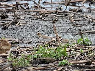 浮島のコチドリ（幼鳥）
