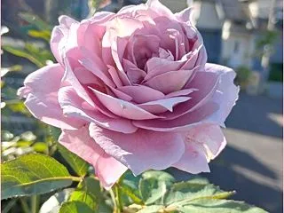 青薔薇ノヴァーリス＊みぃちゃんさようなら…