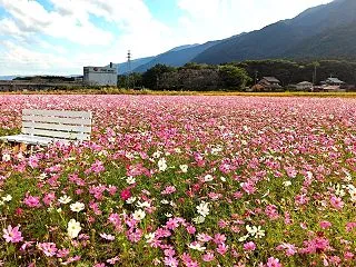 養老町石畑のコスモス畑が見頃！ピンクのド…