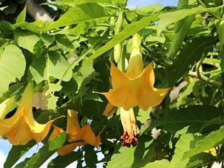 【誕生花】10月23日 エンジェルストラ…