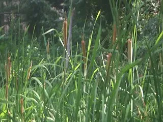コガマ