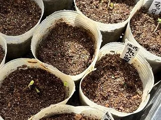 無農薬なら防虫ネット必須です、ポット蒔き…
