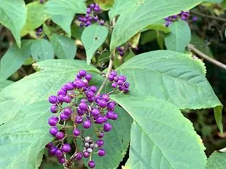 ●霜降とは？七十二候「霜始降」の意味と秋…