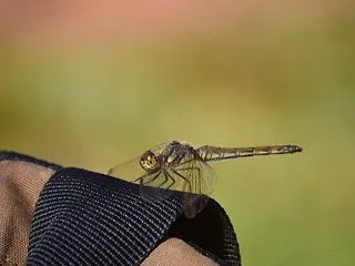 富山のペコちゃんの運動会を見てきました