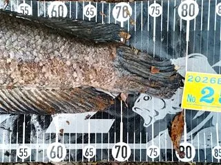 10/23釣果情報❣＆入荷情報❣